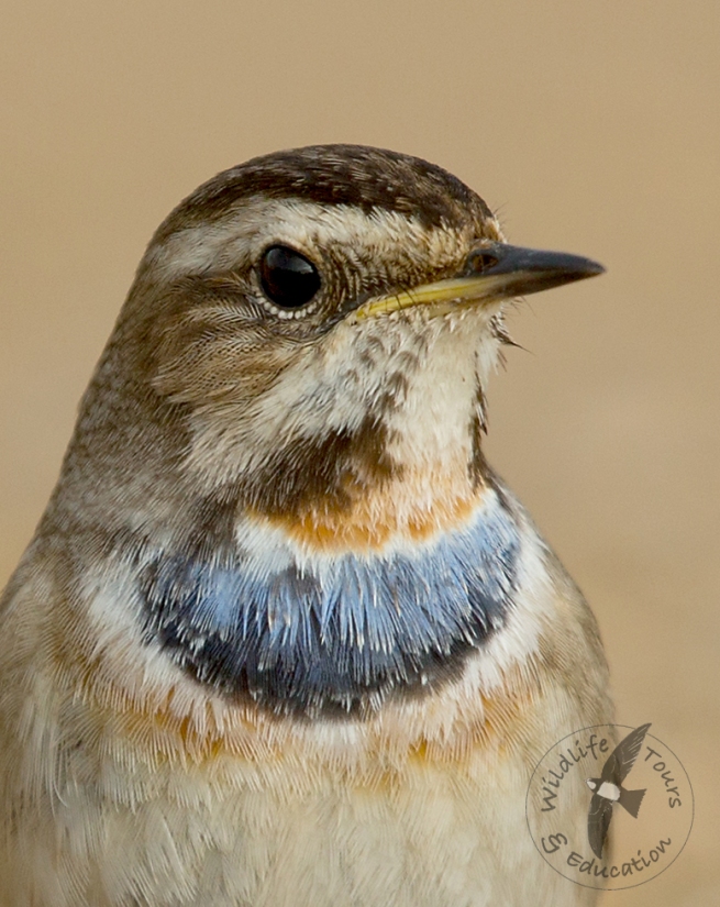 bluethroat-red-spotted-_z5a9698